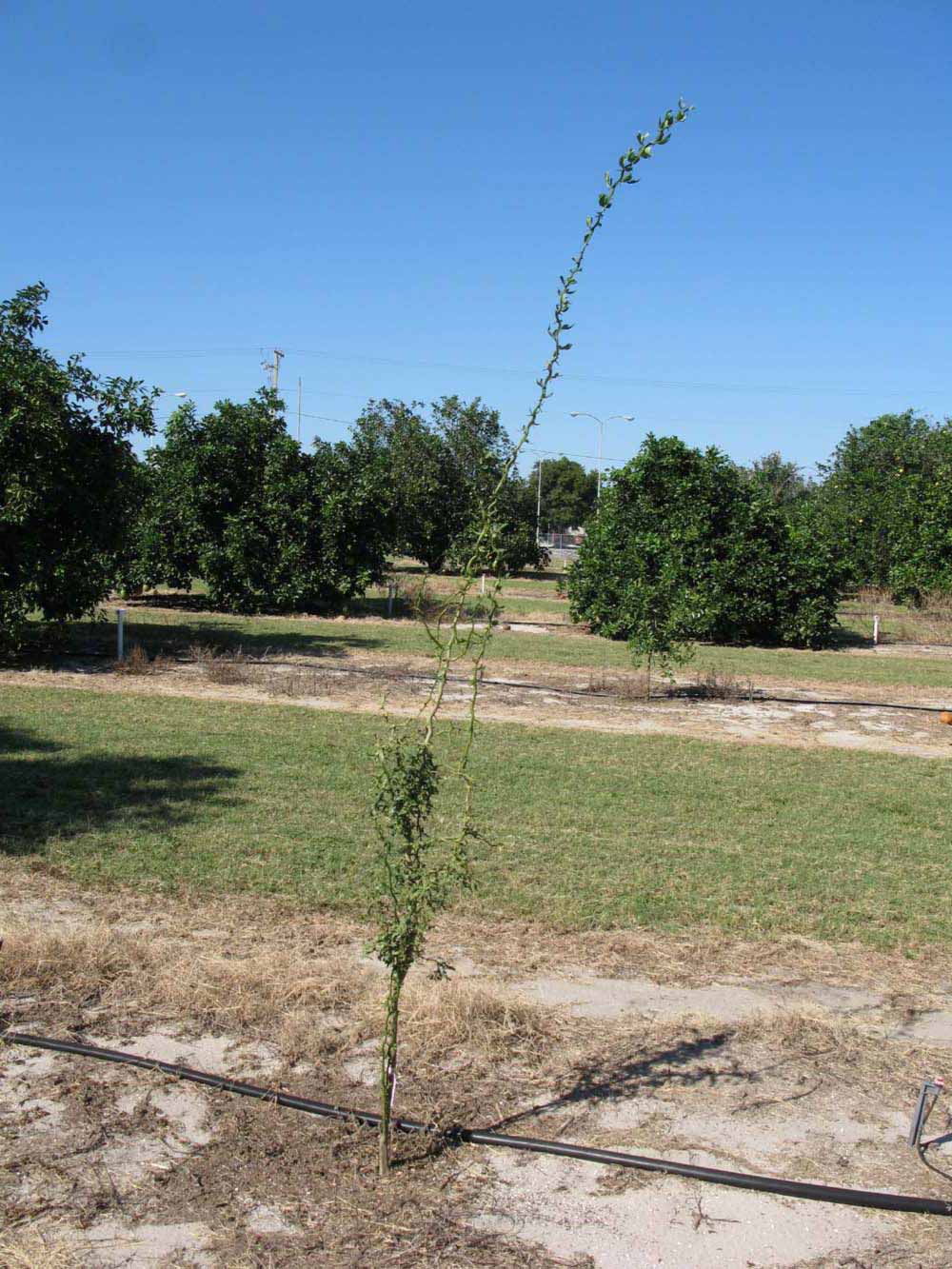            Habit (Winter Haven, FL)   